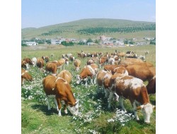 SİMENTAL SÜT İNEKLERİ