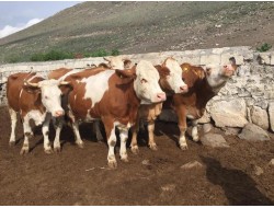 SİMENTAL DAMIZLIK DÜVELER 