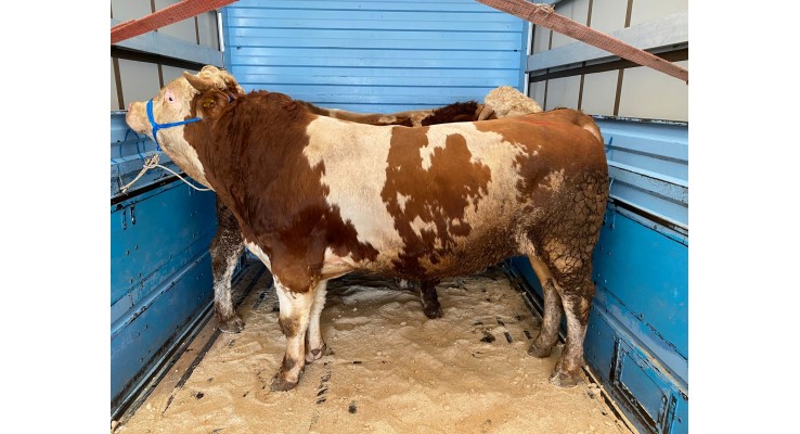 Büyükbaş Kurbanlık Fiyatları Kars