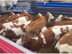 DİŞİ SİMENTAL  BESİLİK DANALAR