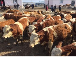 BESİLİK SİMENTAL ERKEK DANALAR