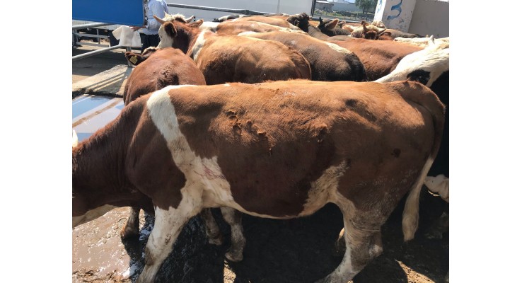 Kars Büyükbaş Hayvan Pazarı