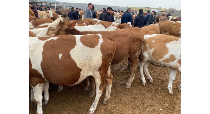 Kars Büyükbaş Kurbanlık Fiyatları