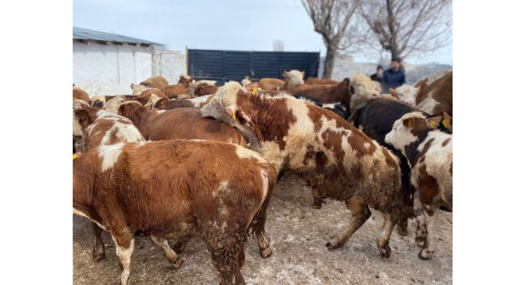 Kars Büyükbaş Kurbanlık Hayvanlar