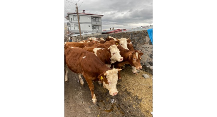 Kars Kurbanlık Hayvan Çiftliği