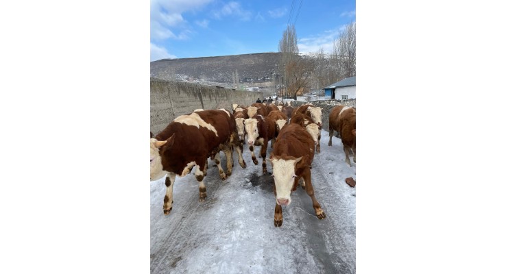 Kars Kurbanlık Koyun