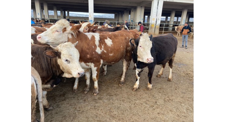 Kars Satılık Büyükbaş Hayvan