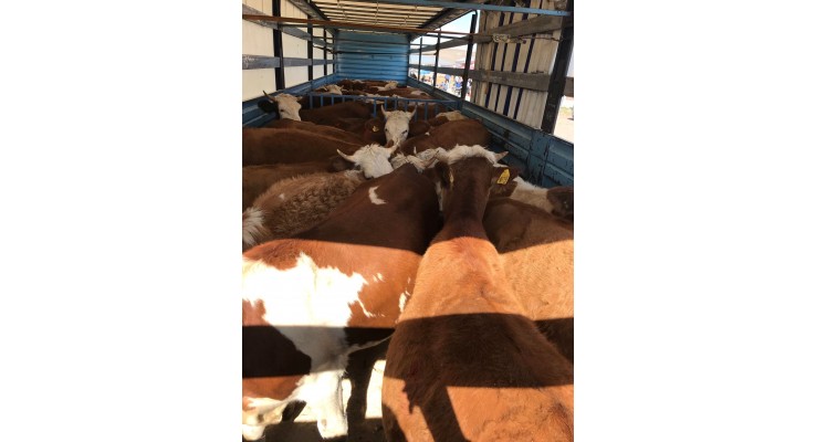 Kars Simental Kurbanlık Fiyatları