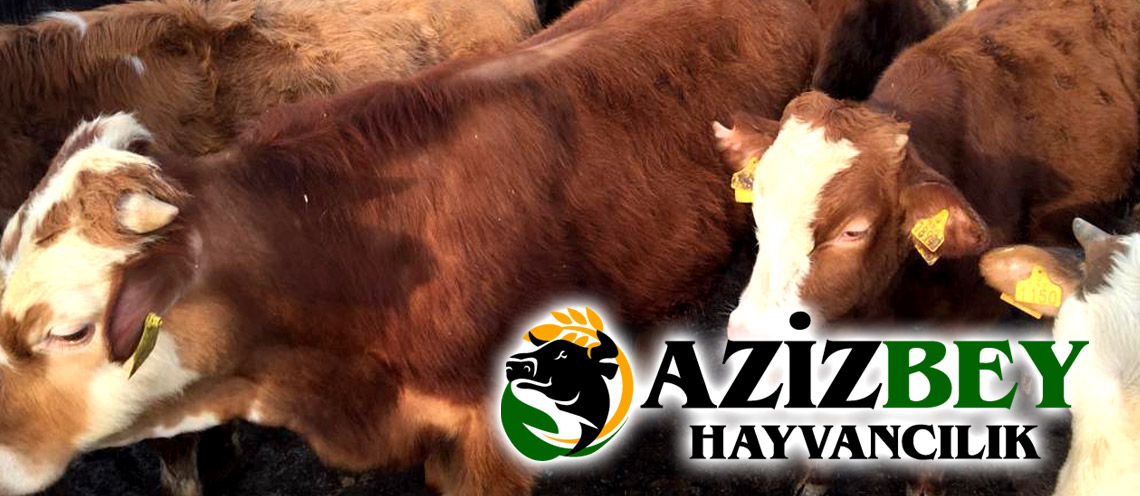 Kars Kurbanlık Fiyatı