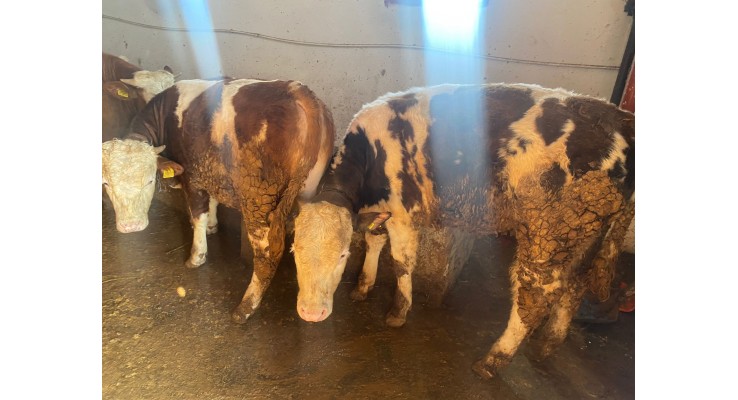 Kurban Satışı Kars