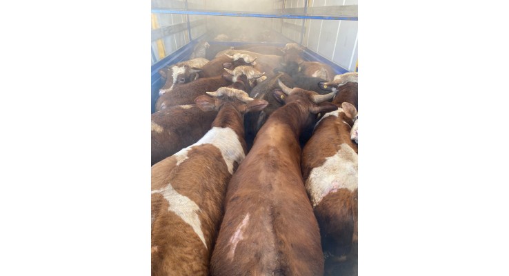 Kurbanlık Boğa Fiyatları