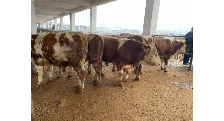 Simental Dana Fiyatları 2022