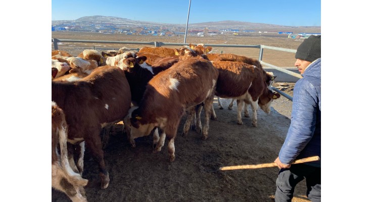 Simental Kurbanlık Dana